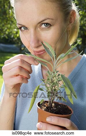 Woman with herb plant View Large Photo Image Stock Image - Woman with herb plant. Fotosearch