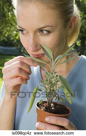 Woman with herb plant View Large Photo Image Stock Photo - Woman with herb plant. Fotosearch