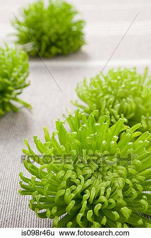 Chrysanthemum flowers View Large Photo Image Stock Photograph - Chrysanthemum flowers. Fotosearch