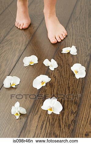 Female feet and orchid flowers View Large Photo Image Picture - Female feet and orchid flowers. Fotosearch
