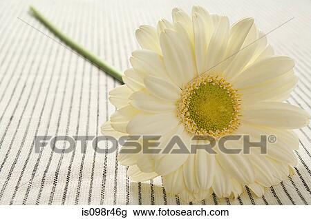 Gerbera flower View Large Photo Image Stock Image - Gerbera flower. Fotosearch