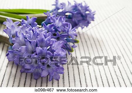 Hyacinth flowers View Large Photo Image Stock Photo - Hyacinth flowers. Fotosearch