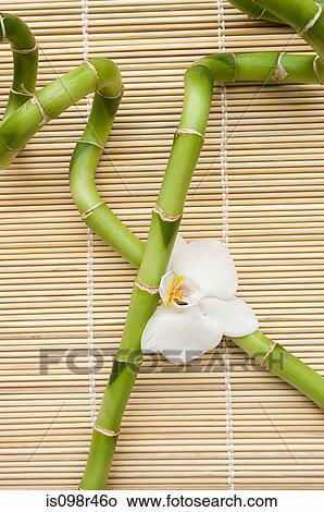 Lucky bamboo and orchid flower View Large Photo Image Picture - Lucky bamboo and orchid flower. Fotosearch