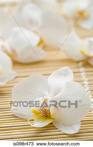 Orchid flowers View Large Photo Image Stock Image - Orchid flowers. Fotosearch