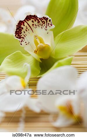 Orchid flowers View Large Photo Image Stock Image - Orchid flowers. Fotosearch
