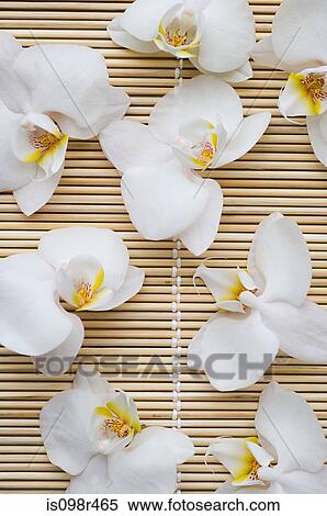 Orchid flowers View Large Photo Image Stock Photography - Orchid flowers. Fotosearch