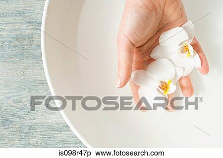 Woman holding orchid flowers View Large Photo Image Stock Photography - Woman holding orchid flowers. Fotosearch