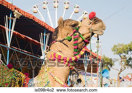 Camel in festival attire View Large Photo Image Stock Image - Camel in festival attire. Fotosearch