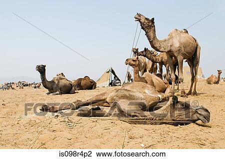 Camels at pushkar camel festival View Large Photo Image Stock Image - Camels at pushkar camel festival. Fotosearch