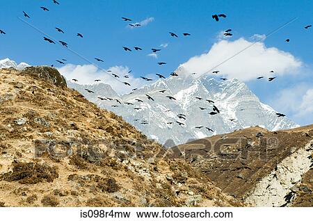 Crows over himalayas View Large Photo Image Stock Photo - Crows over himalayas. Fotosearch
