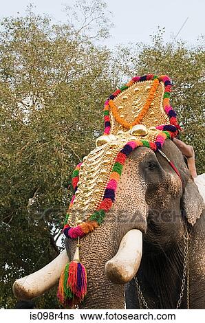 Elephant dressed for hindu carnival View Large Photo Image Stock Photograph - Elephant dressed for hindu carnival. Fotosearch