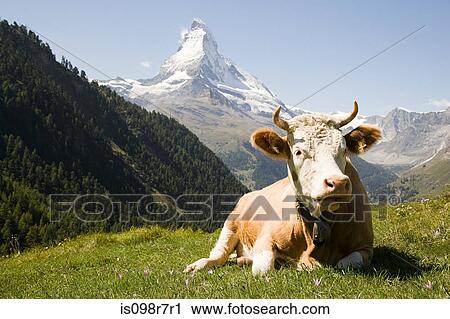 Bull resting on a hillside View Large Photo Image Stock Image - Bull resting on a hillside. Fotosearch