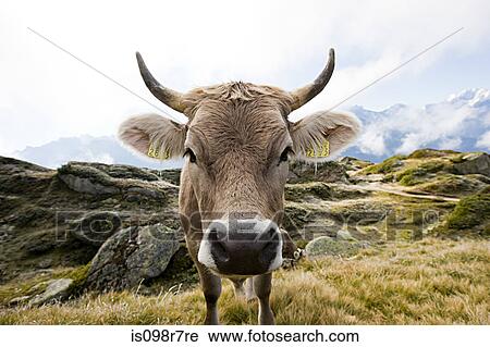 Cow in a swiss field View Large Photo Image Stock Image - Cow in a swiss field. Fotosearch