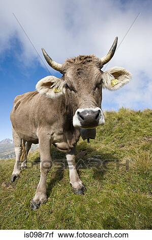 Cow on a swiss hillside View Large Photo Image Stock Image - Cow on a swiss hillside. Fotosearch