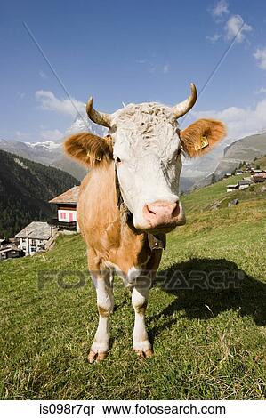 Cow standing on a hillside View Large Photo Image Stock Photography - Cow standing on a hillside. Fotosearch