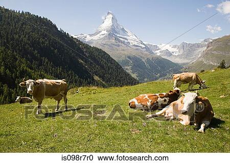 Stock Image - Cows resting on a hillside. Fotosearch