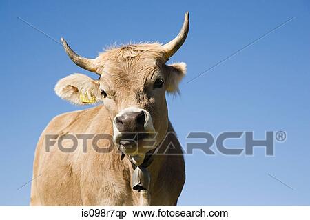 Stock Photography - Horned cow looking at camera. Fotosearch