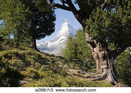 Matterhorn through trees View Large Photo Image Stock Image - Matterhorn through trees. Fotosearch