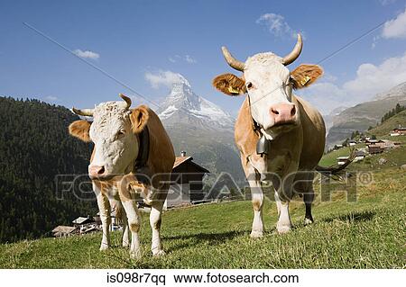 Two cows on a hillside View Large Photo Image Stock Photography - Two cows on a hillside. Fotosearch