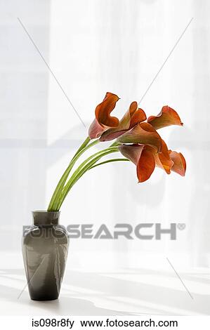 Stock Photo - Red cala lilies in a vase. Fotosearch