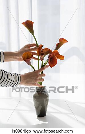 Woman arranging flowers View Large Photo Image Stock Photography - Woman arranging flowers. Fotosearch