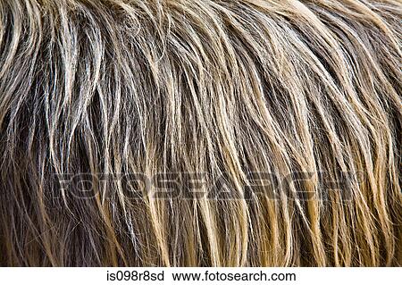 Stock Image - Close up image of animal fur. Fotosearch