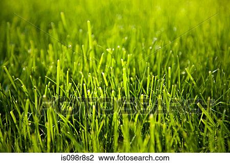 Close up image of grass View Large Photo Image Stock Image - Close up image of grass. Fotosearch