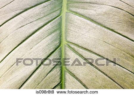 Close up of a leaf View Large Photo Image Stock Photo - Close up of a leaf. Fotosearch