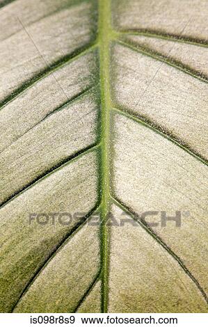 Close up pattern on a leaf View Large Photo Image Stock Photo - Close up pattern on a leaf. Fotosearch
