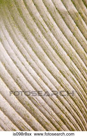Stock Photo - Close up pattern on a leaf. Fotosearch