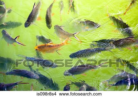 Fishes swimming in a pond View Large Photo Image Picture - Fishes swimming in a pond. Fotosearch