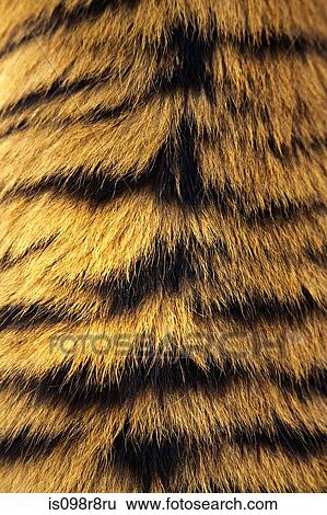 Tigers fur View Large Photo Image Stock Photograph - Tigers fur. Fotosearch