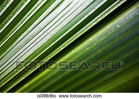 Water droplet on a frond View Large Photo Image Picture - Water droplet on a frond. Fotosearch