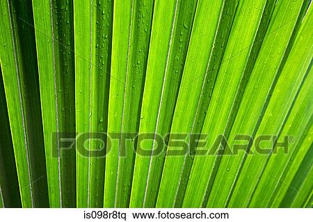 Water droplets on a frond View Large Photo Image Stock Photography - Water droplets on a frond. Fotosearch