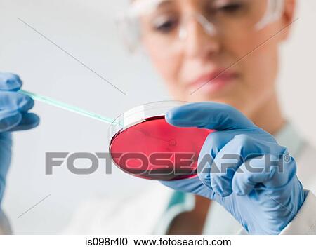Female scientist holding a petri dish View Large Photo Image Stock Image - Female scientist holding a petri dish. Fotosearch