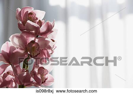 Orchid flowers View Large Photo Image Stock Image - Orchid flowers. Fotosearch