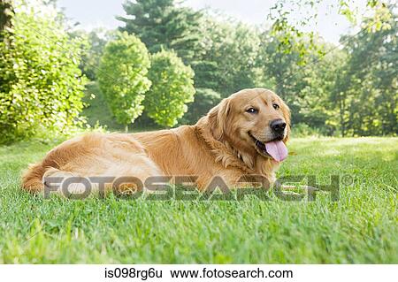 Golden retriever View Large Photo Image Stock Photograph - Golden retriever. Fotosearch