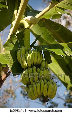 Banana plant View Large Photo Image Stock Image - Banana plant. Fotosearch