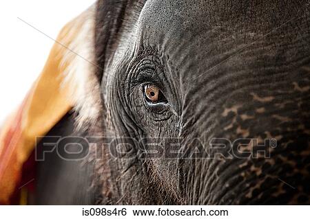 Stock Photograph - Close up of the eye of an elephant. Fotosearch