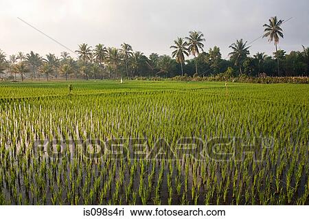 Rice field in lombok indonesia View Large Photo Image Stock Image - Rice field in lombok indonesia. Fotosearch