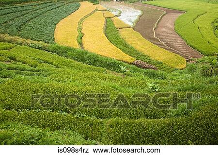 Rice paddies in indonesia View Large Photo Image Stock Photo - Rice paddies in indonesia. Fotosearch