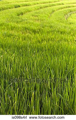 Rice plants in indonesia View Large Photo Image Stock Image - Rice plants in indonesia. Fotosearch