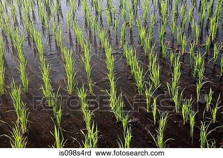 Rice plants in paddy field View Large Photo Image Stock Image - Rice plants in paddy field. Fotosearch