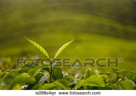 Tea leaf View Large Photo Image Picture - Tea leaf. Fotosearch