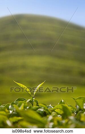 Tea leaf View Large Photo Image Stock Image - Tea leaf. Fotosearch
