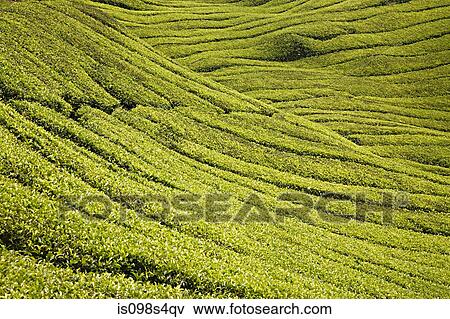 Stock Photo - Tea plantation in george town malaysia. Fotosearch