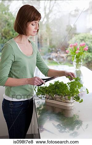 Woman cutting herbs View Large Photo Image Stock Photo - Woman cutting herbs. Fotosearch