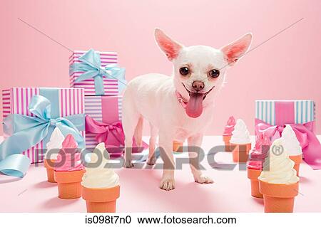 Chihuahua A Dons Anniversaire Et Cones Glace Banque D Image Is098t7n0 Fotosearch