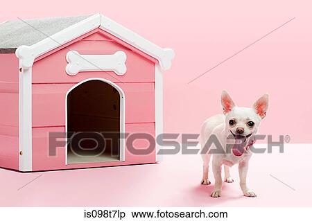 Chihuahua by kennel View Large Photo Image Stock Photography - Chihuahua by kennel. Fotosearch