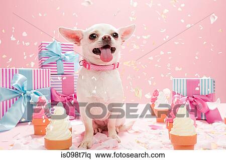 Chihuahua with confetti and birthday gifts View Large Photo Image Stock Photography - Chihuahua with confetti and birthday gifts. Fotosearch